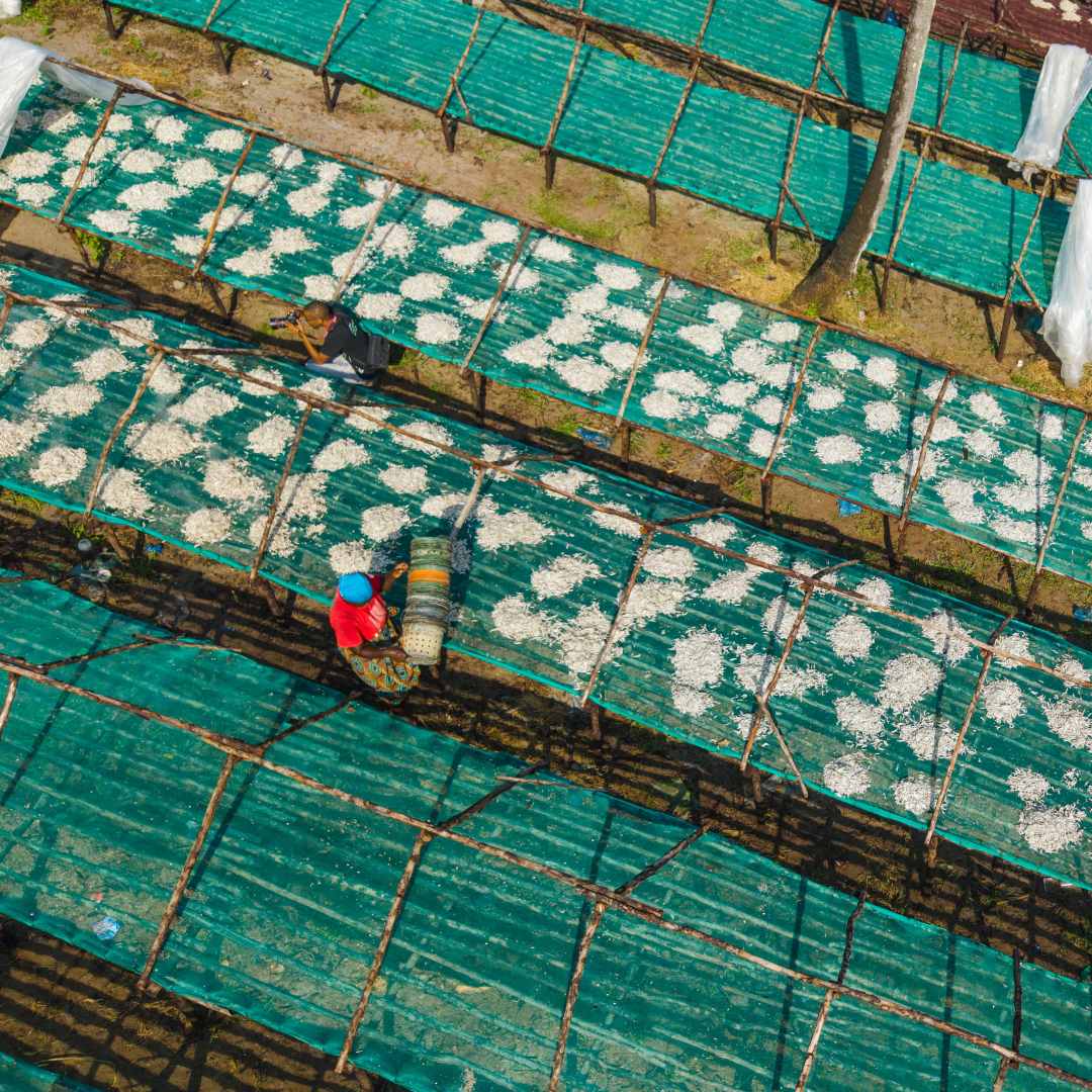 CURRENT DRYING PROCESS IN MAFIA ISLAND -