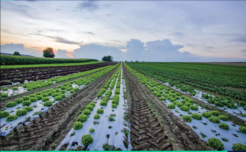 AgriBiz Programme Situational Analysis Report for Bungoma County