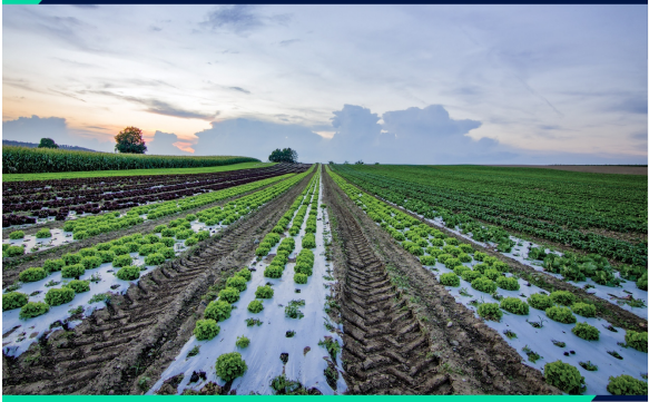 AgriBiz Programme Situational Analysis Report for Uasin Gishu County (March 2020